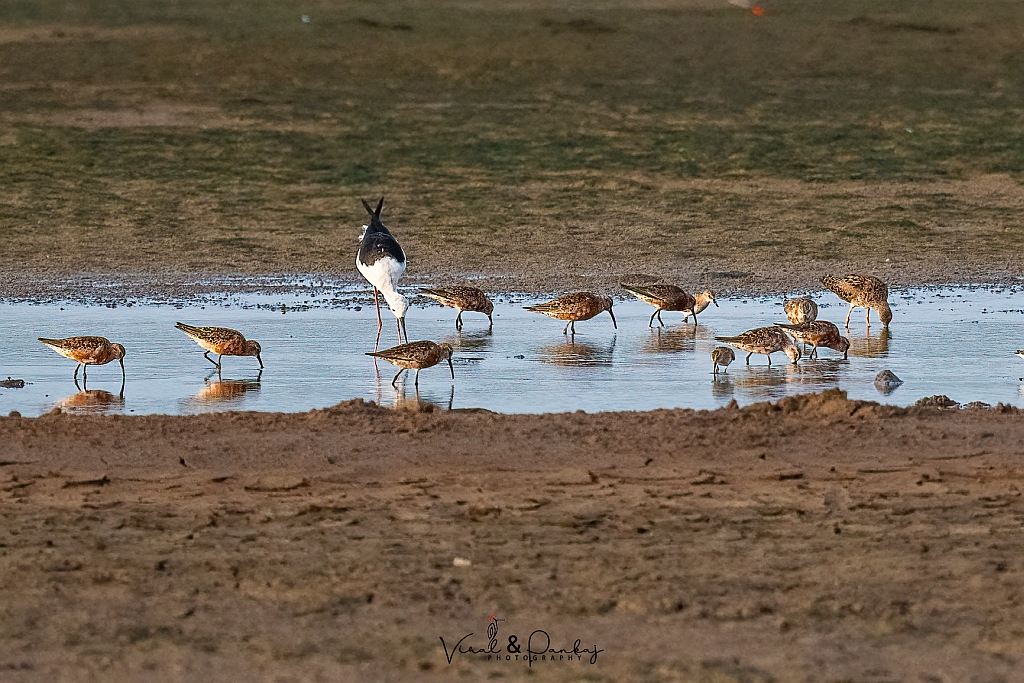 Curlew Sandpiper